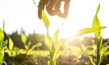 Productos no tóxicos
